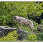 Loup GRIS EUROPEEN