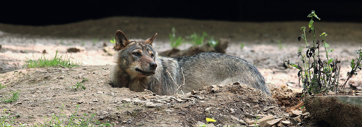 LOUP GRIS