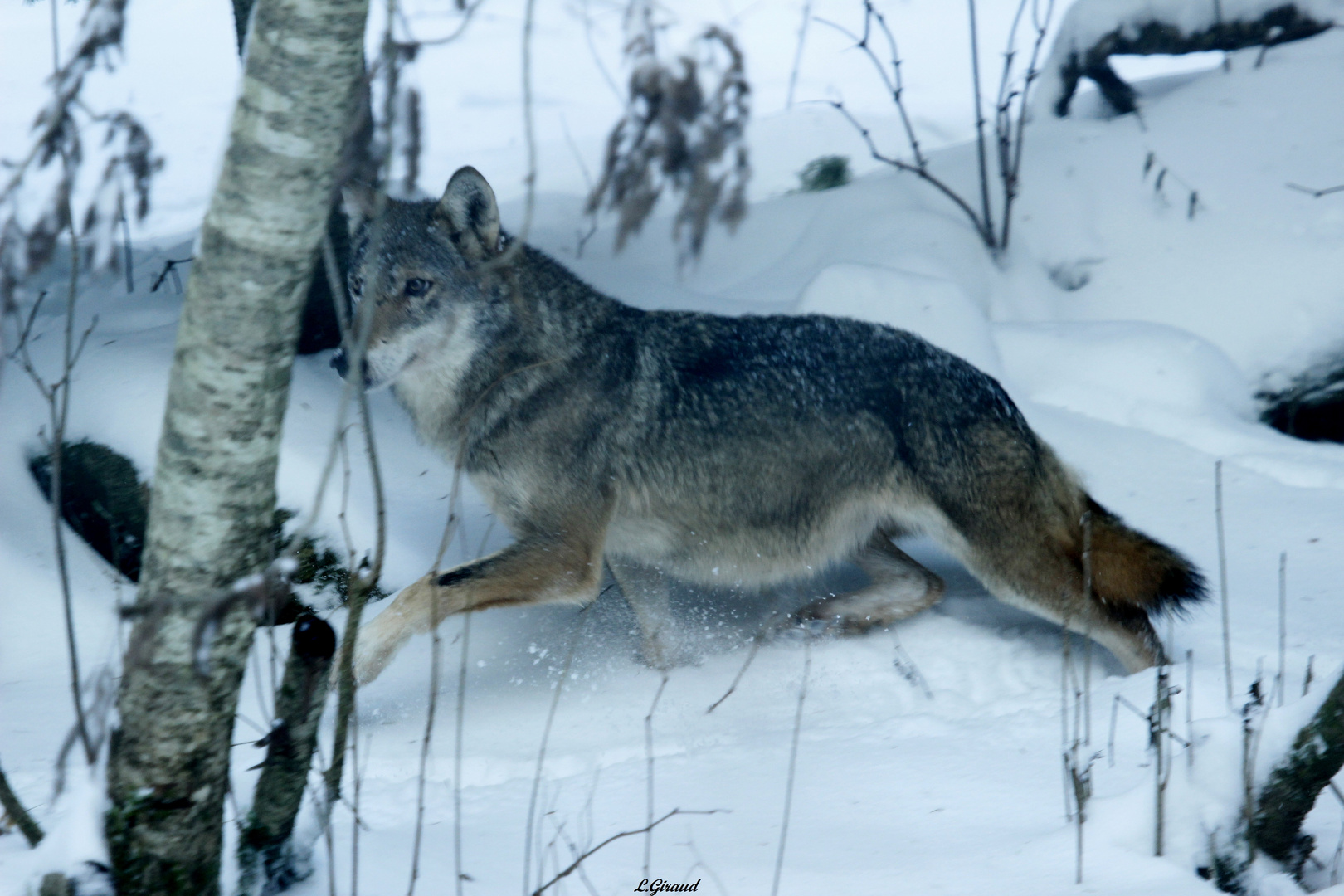 Loup italien