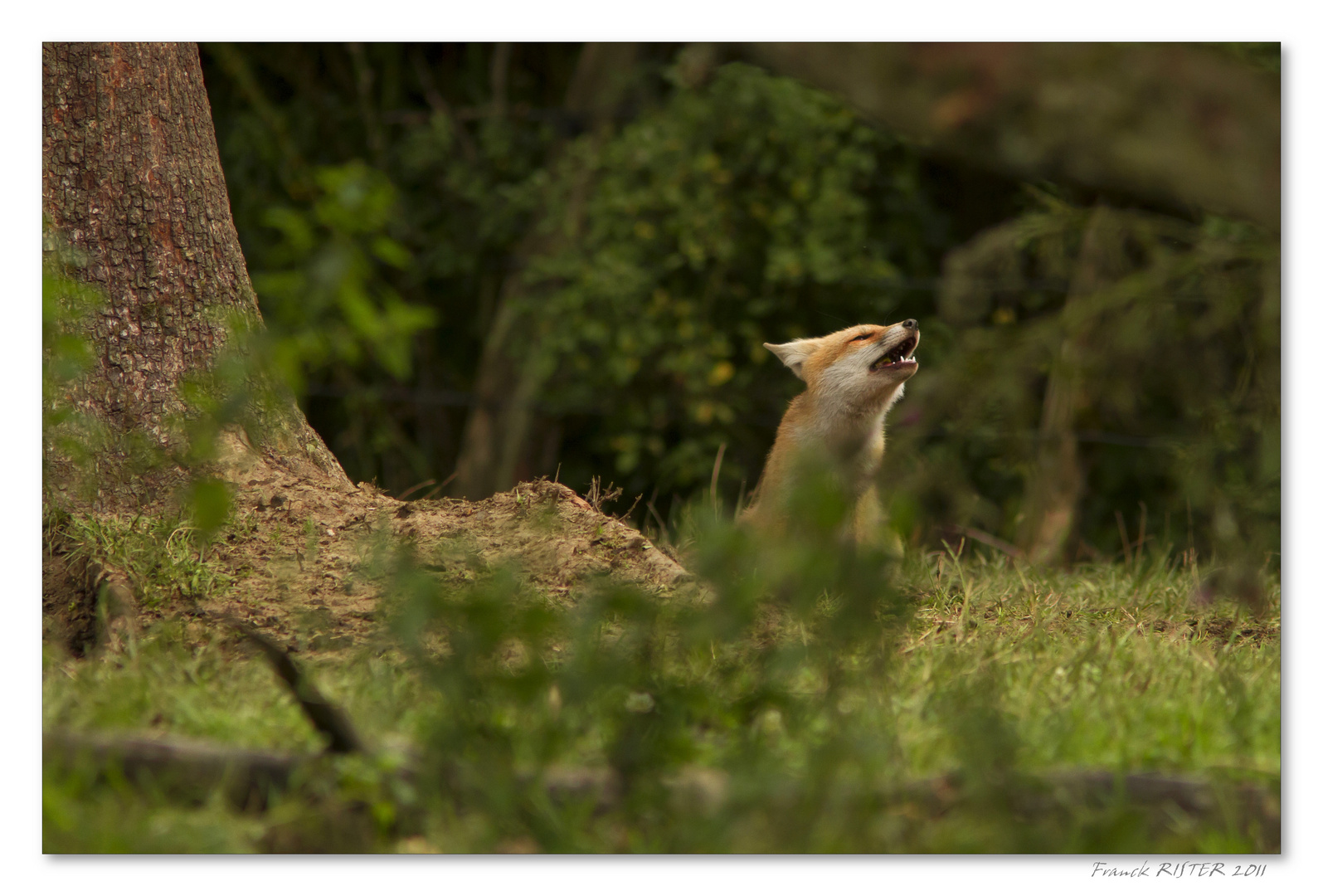 Loup Meusien.....