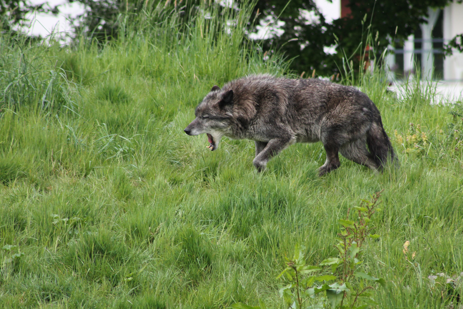 Loup noir