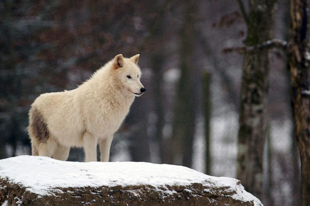 Loups arctique