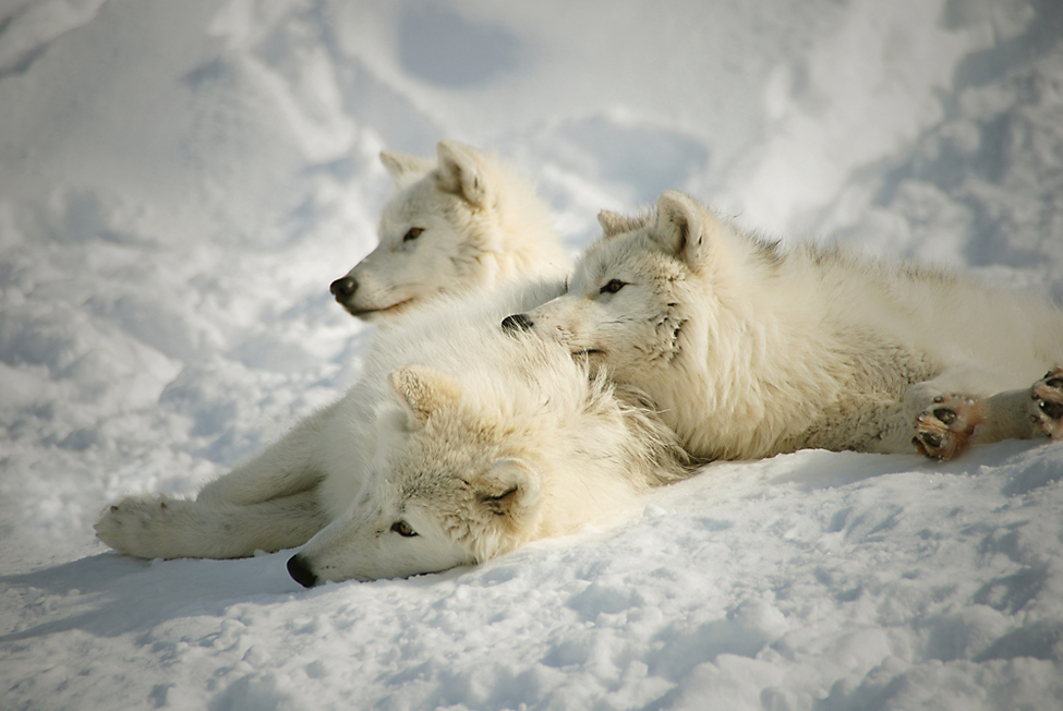 Loups blancs de l'arctique