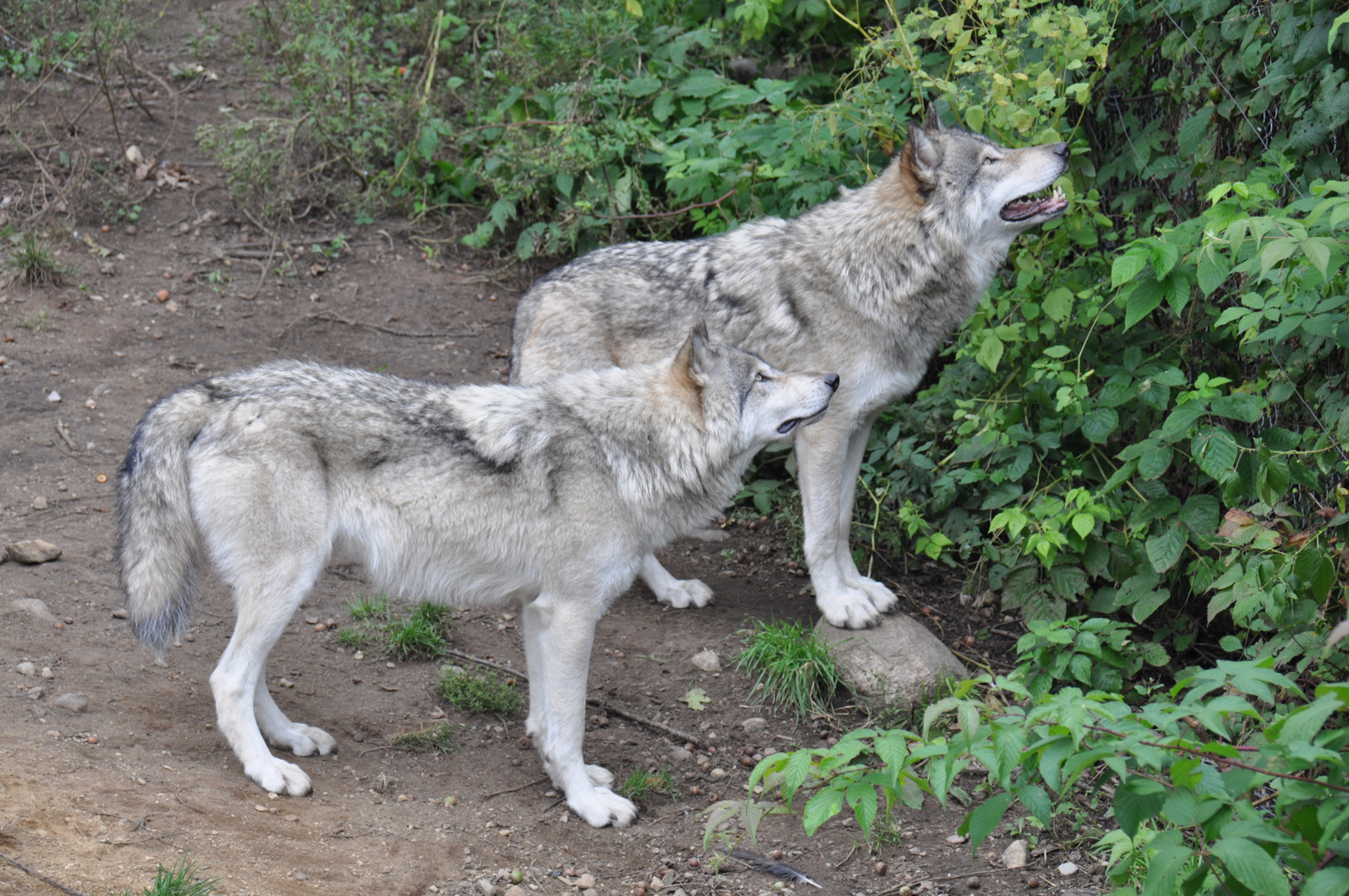 loups du Canada aux aguets