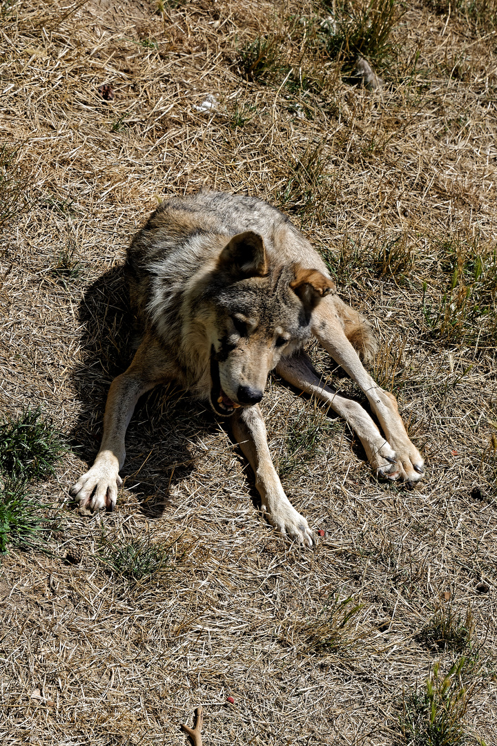 Loups du Gévaudan 1