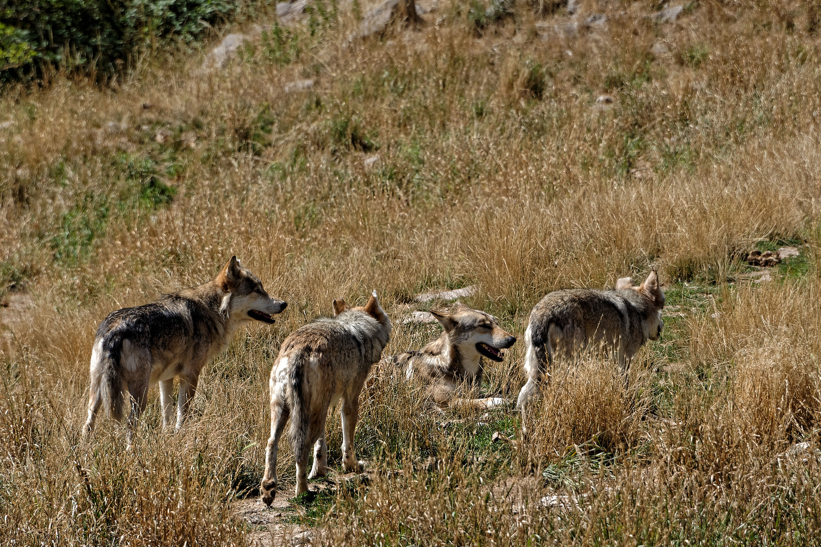 Loups du Gévaudan 2