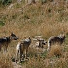 Loups du Gévaudan 2