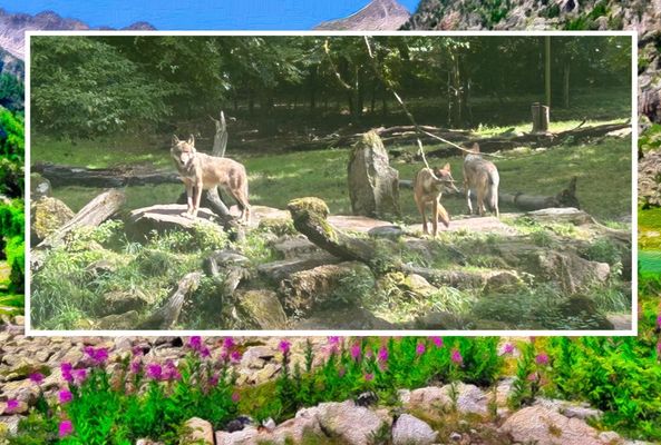 Loups gris au Parc Animalier de Sainte-Croix en Lorraine