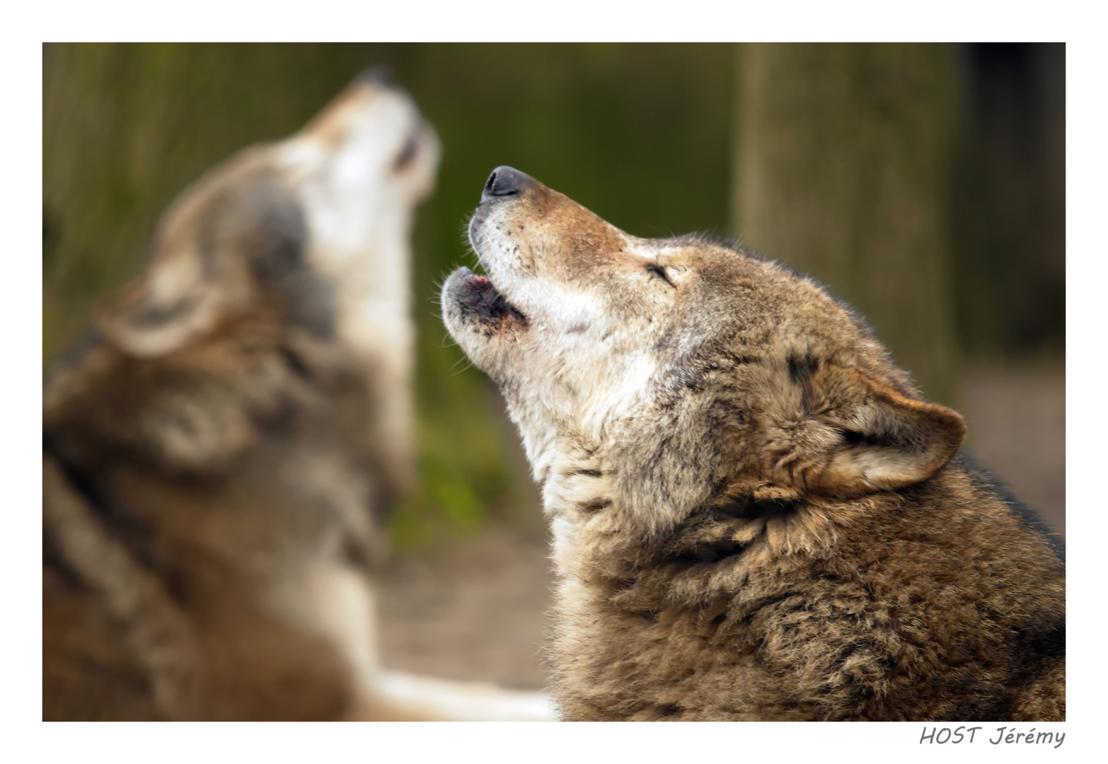 Loups hurlant en binôme