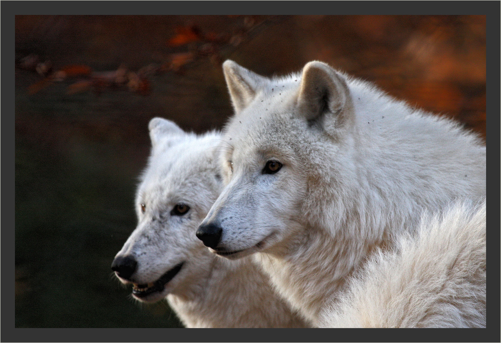 Loups polaires