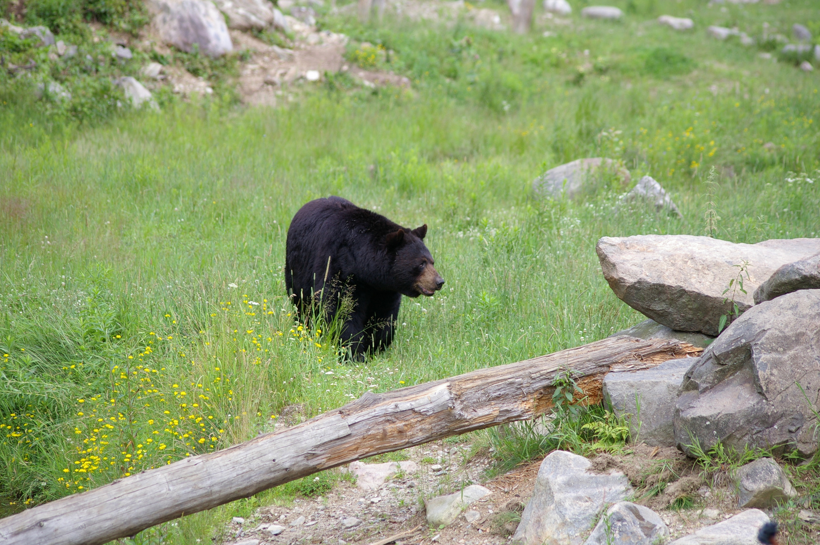 L'ours