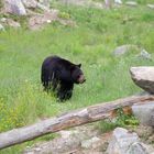 L'ours