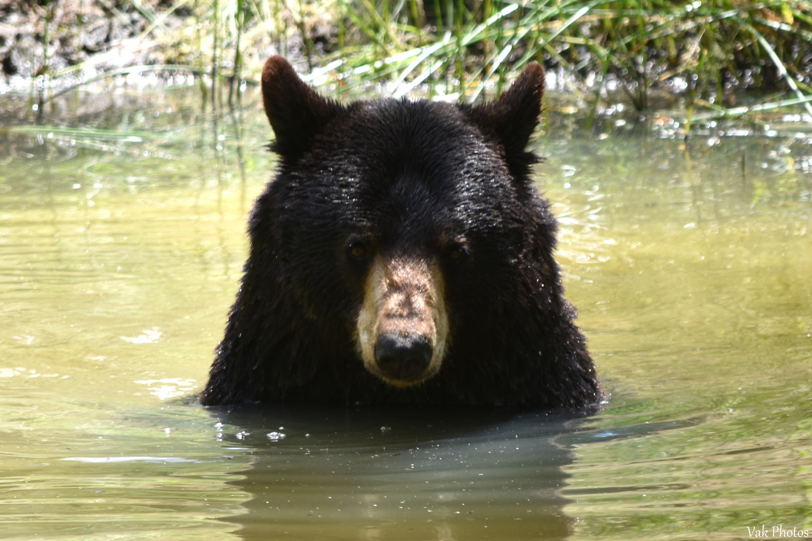 L'Ours