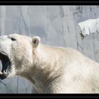 L´ours blanc.....