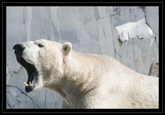 L´ours blanc.....