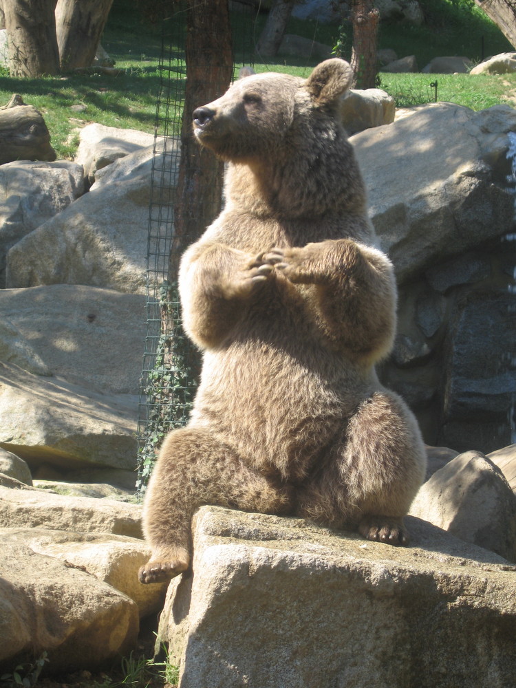 L'ours des Pyrénées