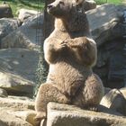 L'ours des Pyrénées