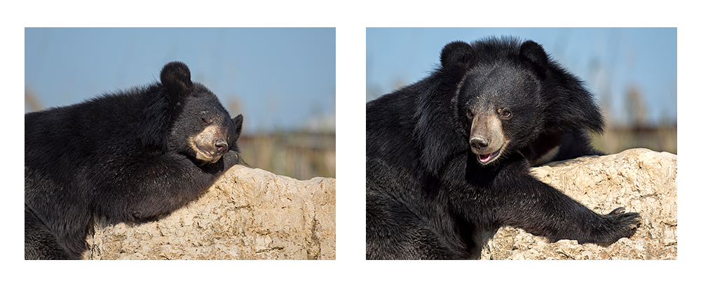 L'ours du Tibet