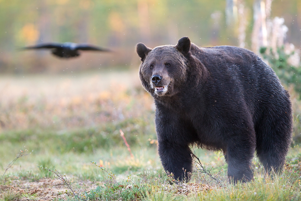 L'ours et le corbeau