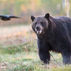 L'ours et le corbeau