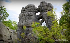 L'ours et le Lion (Bois de Païolive - Ardèche)