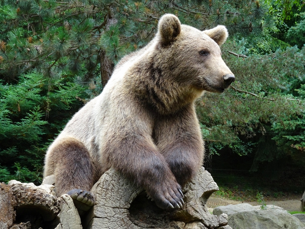 L'ours, pépère sur son tronc!