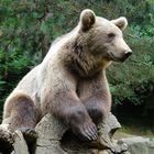 L'ours, pépère sur son tronc!