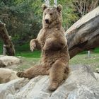 L'ours tranquille