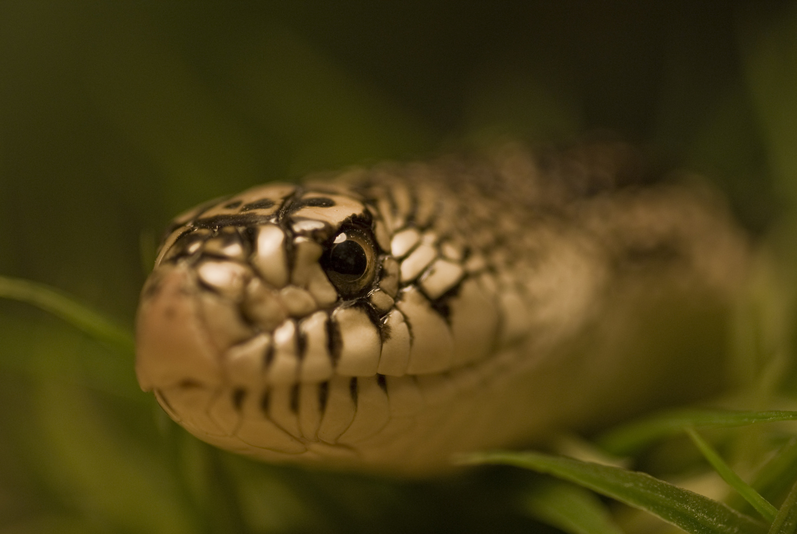 Lousiana Pine Snake