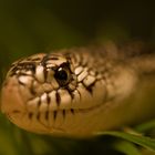 Lousiana Pine Snake