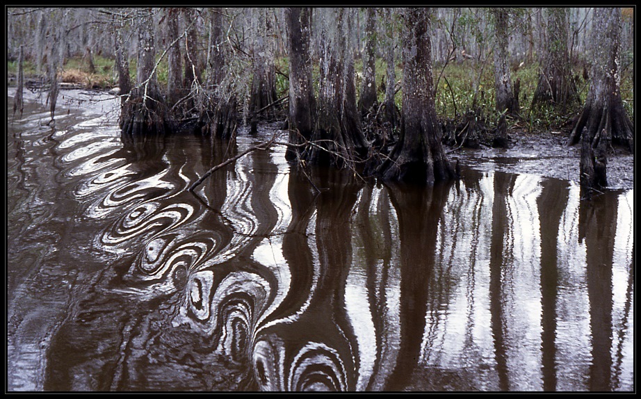 Lousiana Swamps