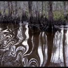 Lousiana Swamps