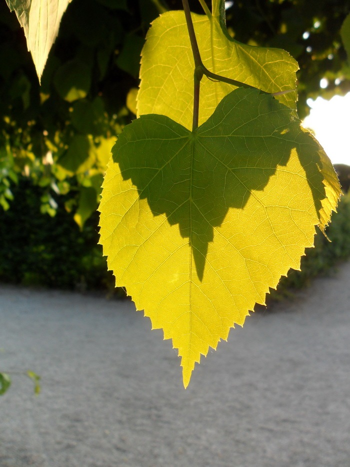 lousy leaf