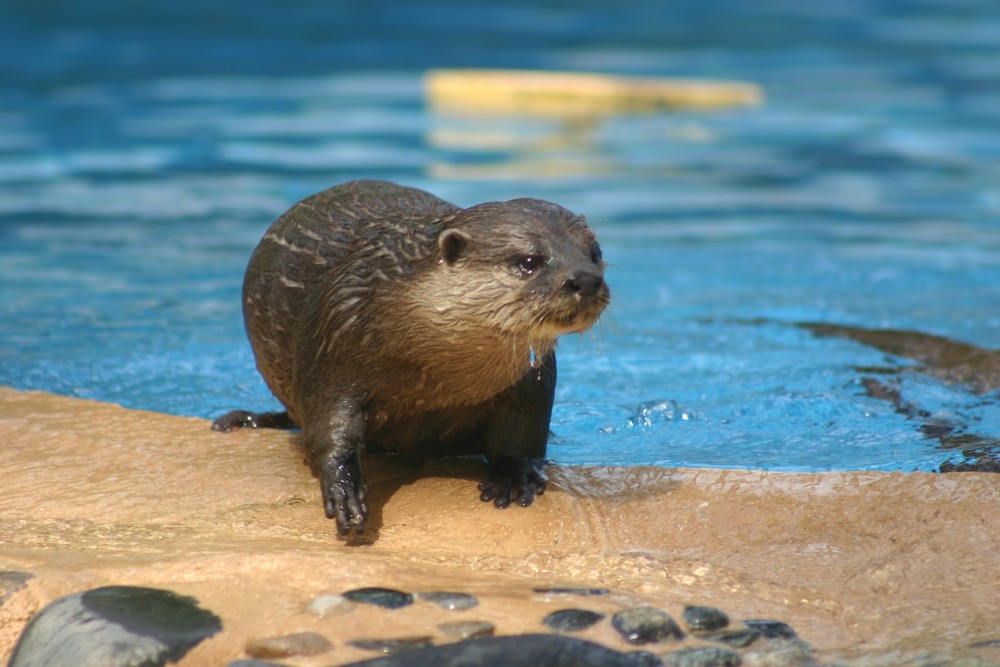 Loutre