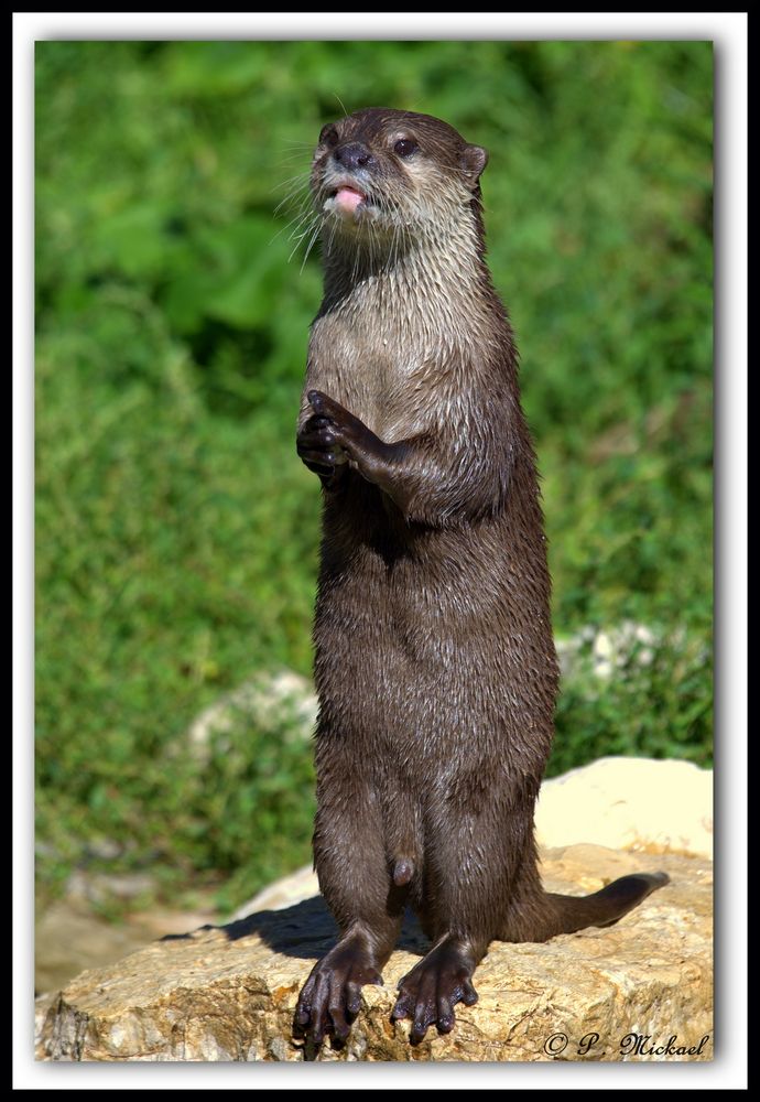 Loutre 1