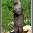 Loutre 1