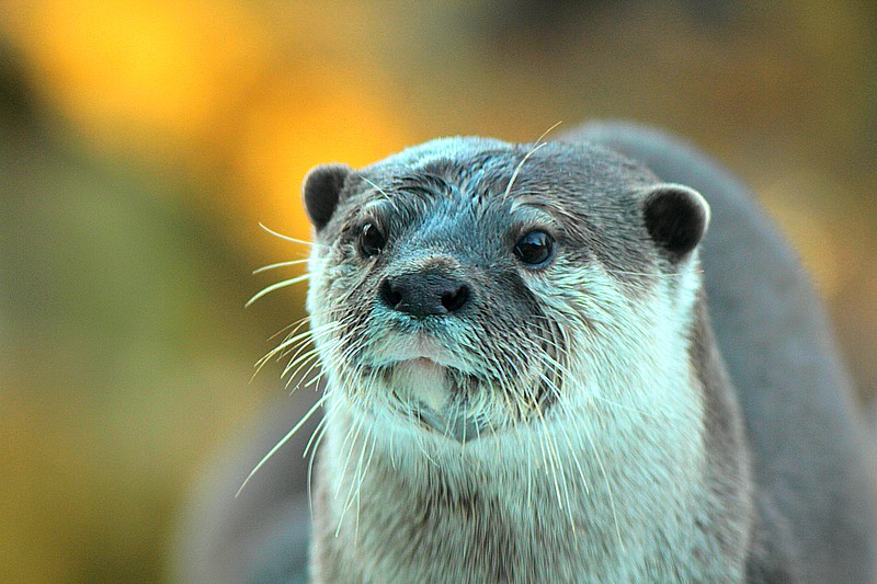 Loutre