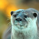 Loutre