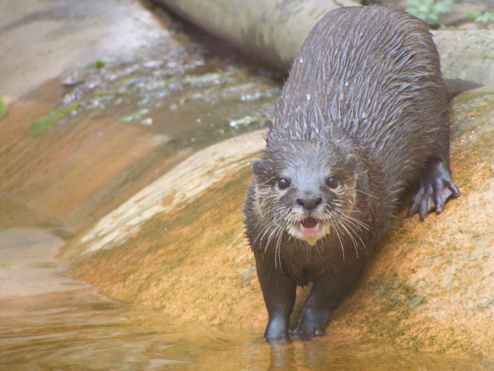 loutre