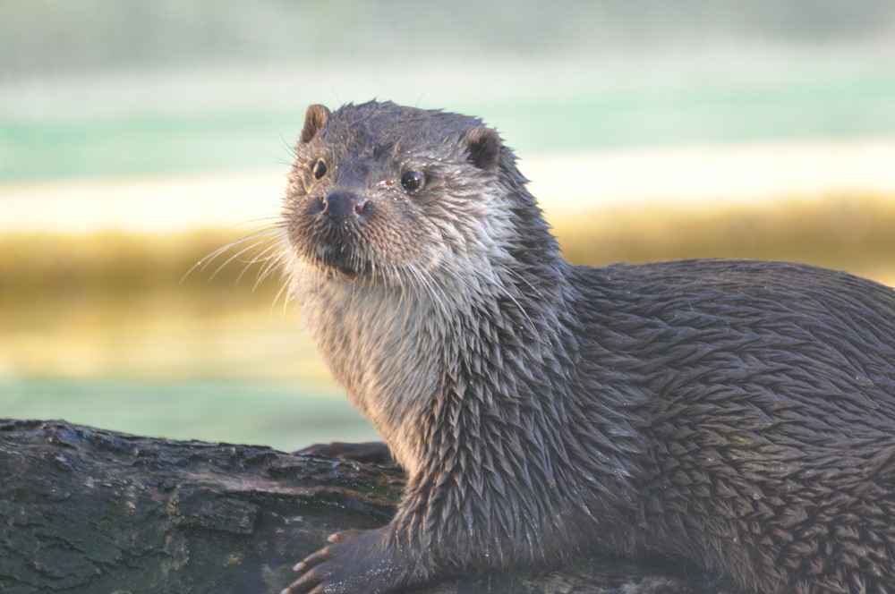 Loutre