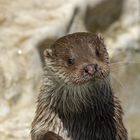 Loutre