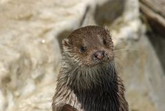 Loutre