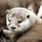 Loutre