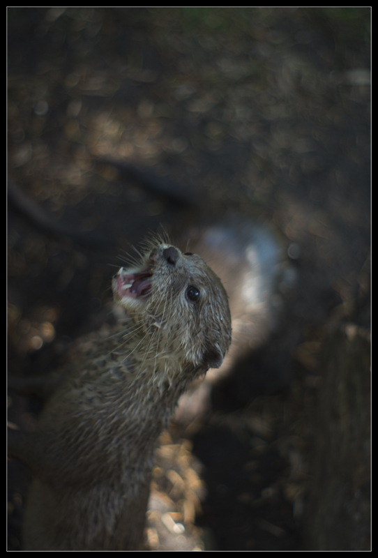 Loutre