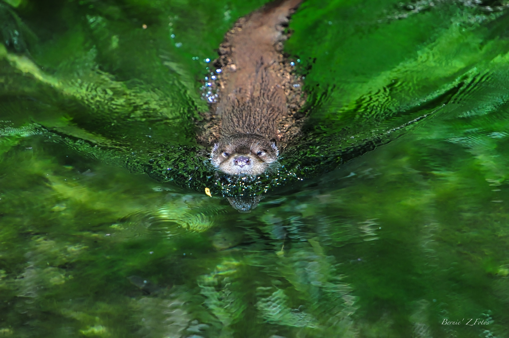 Loutre