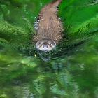 Loutre