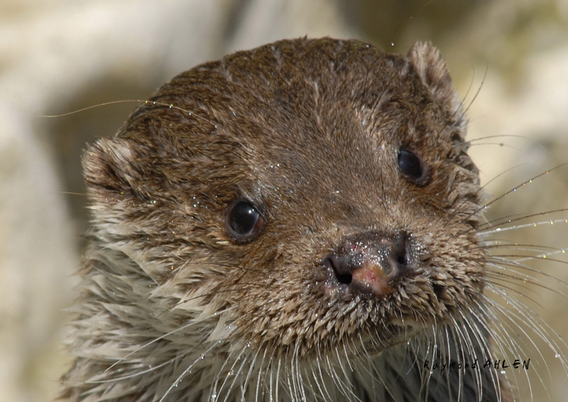 Loutre