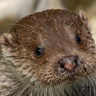 Loutre