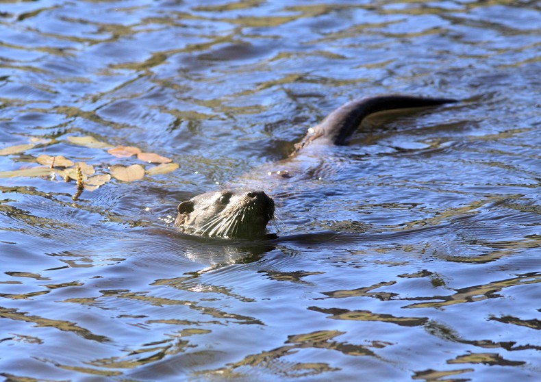 loutre de Corrèze