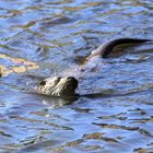 loutre de Corrèze